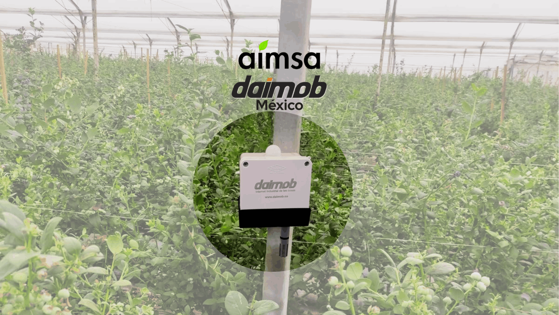 daimob-aimsa